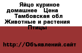 Яйцо куриное домашнее › Цена ­ 10 - Тамбовская обл. Животные и растения » Птицы   